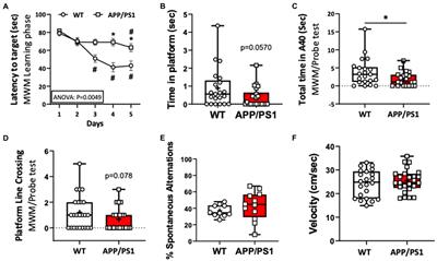 The role of ADAM17 in cerebrovascular and cognitive function in the APP/PS1 mouse model of Alzheimer’s disease